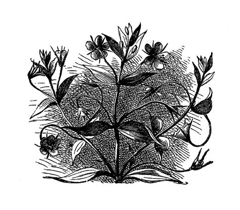 Digital Stamp Design Printable Stock Antique Wildflower Illustration