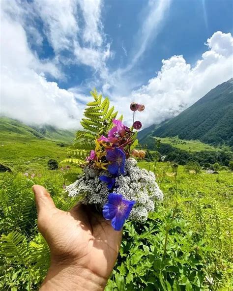 Valley Of Flowers Uttarakhand National Park And Unesco World Heritage