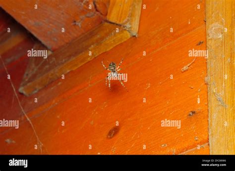 Corner Spider Hi Res Stock Photography And Images Alamy