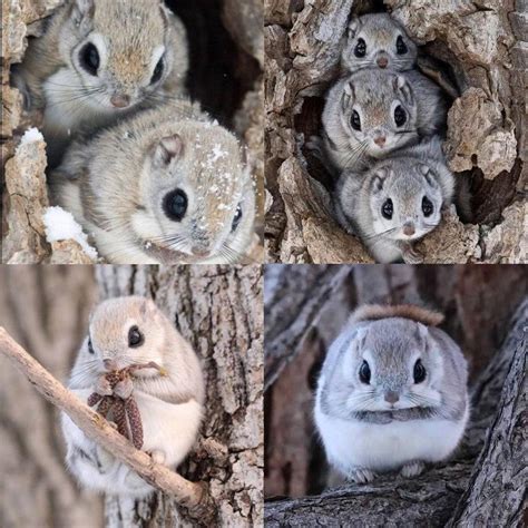 This is a brief history of japanese dwarf flying squirrels, how they live and their habitat, and what they feed on. japanese flying squirrels | Tumblr