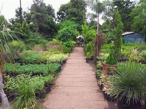 Perennial wholesale nursery guarantees #1 lowest prices for trees, shrubs, ferns and perennials online. Best Plant Nursery in Jabalpur • India Gardening