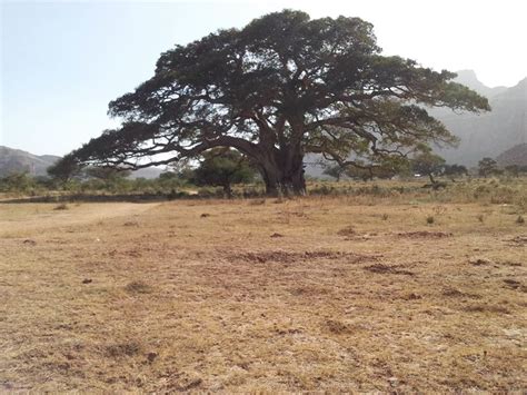 The Sacred And Iconic Warka Tree Is Threatened Ethiopia Observer