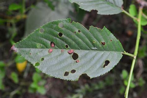 If you see damage in the foliage of ornamentals in late summer or fall, it is not. Information On Shot Hole Disease Treatment - Dummer. ゛☀ ...