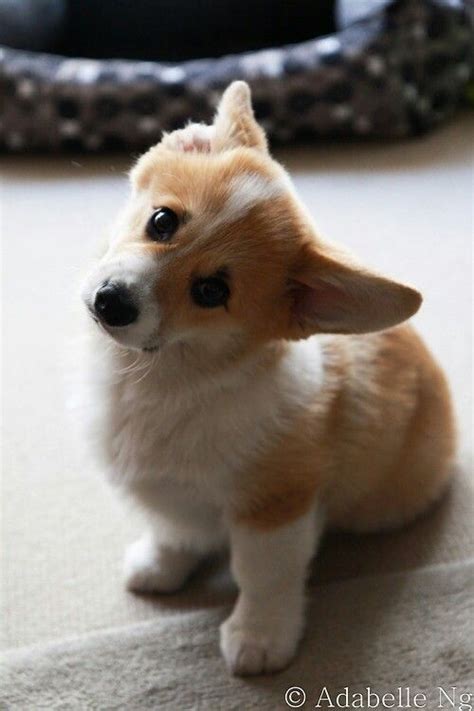 1548 Best Corgi Puppies Images On Pinterest Puppies