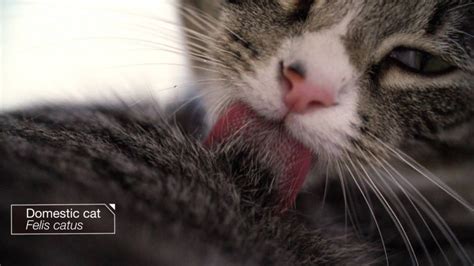 Ever Wondered Why Your Cats Tongue Feels Like Sandpaper Pbs Newshour