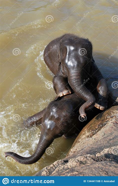 Two Young Elephants Playing While Bathing Stock Photo Image Of Park