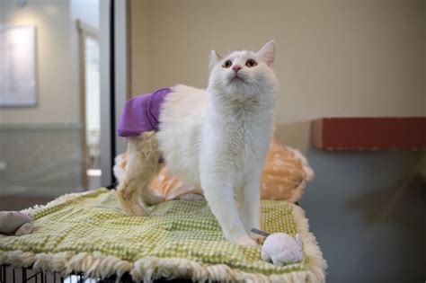 Chicago Shelter Cat — Who Wears A Diaper — Gets Her 15 Minutes Of Fame