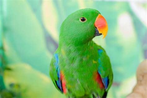 15  Bird Eclectus Parrot Tropical Hd Wallpaper Wallpaperbetter