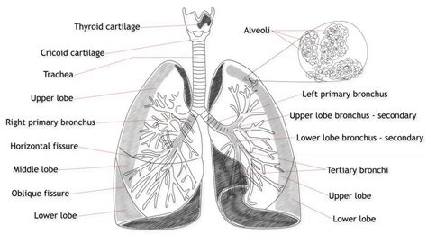 What Is Pulmonary Hypoplasia With Pictures