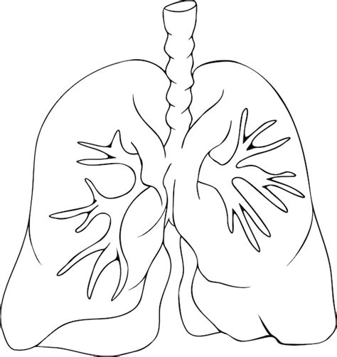 Premium Vector Anatomical Human Lungs Vector Line Icon Hand Drawn