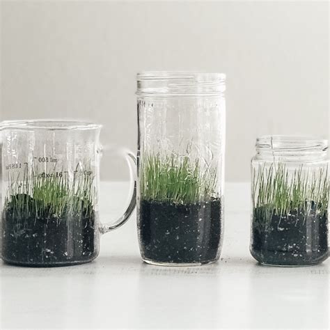 3 Easy Steps To Grow Indoor Grass Home And Kind