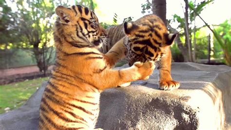 Sumatran Tiger Cubs Playing Together At Australia Zoo Slow Motion