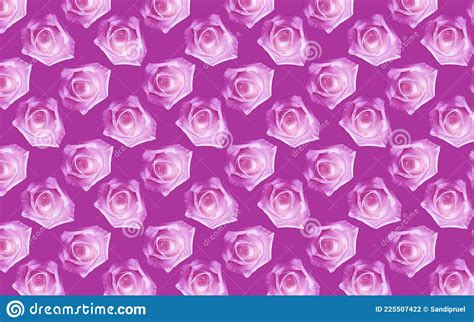 Beautiful Pink Rose Flowers Blooming Roses Seamless Pattern Stock