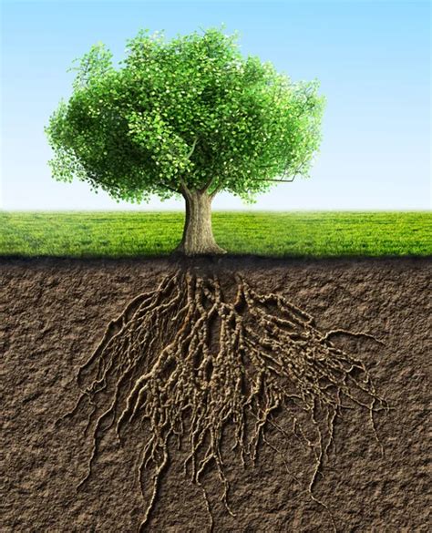 Tree With Roots ⬇ Stock Photo Image By © Varuna 42626231