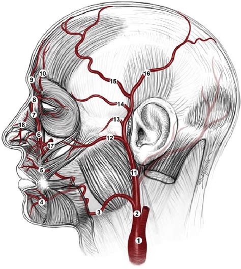 Arteries Of The Face 1 Common Carotid Artery 2 External Carotid