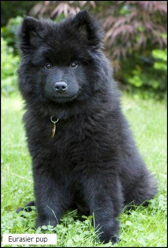 Eurasier Puppy Fluffy Puppies Cute Puppies Dogs And Puppies Cute