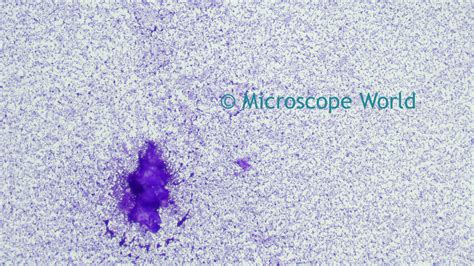 Microscope World Blog Bacillus Subtilis Under The Microscope