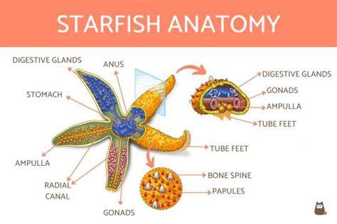 Starfish Internal Anatomy
