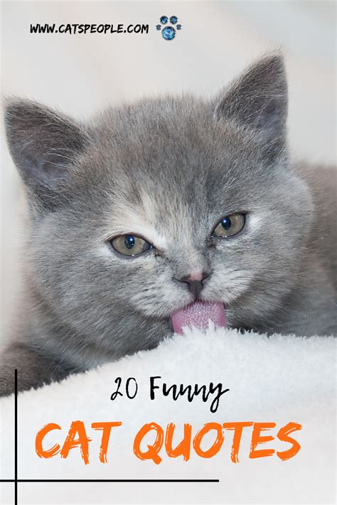 20 Funny Cat Quotes Cat Quotes Funny Funny Cats Cat Quotes