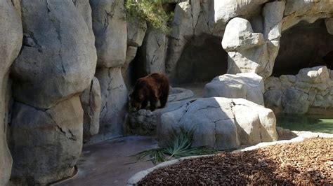 Grizzly Emerges From Den At San Diego Zoo Youtube