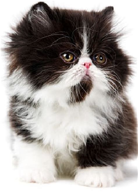 tuxedo cat cat breeds encyclopedia