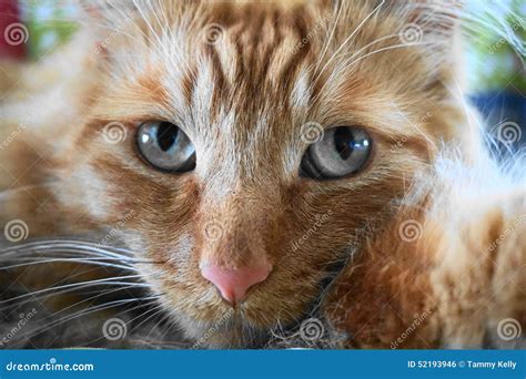 Orange Tabby Kitten With Blue Eyes Vlrengbr