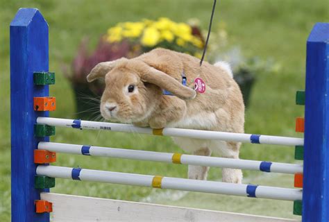 Nationalpost Photos Of The Day A Rabbit Jumps Npr