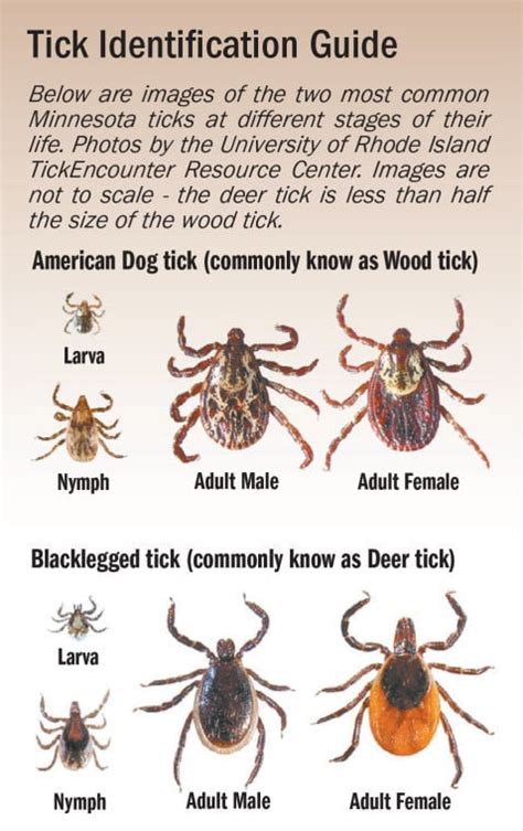 Protect Yourself From Summer Ticks And Diseases News
