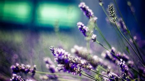 Lavender Backgrounds Wallpaper High Definition High Quality Widescreen
