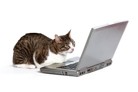 Sharon prushinski, shelter outreach, petfinder. The Spay & Neuter Center of New Jersey Pricing