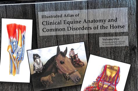 Illustrated Atlas Of Clinical Equine Anatomy And Common Barnebys