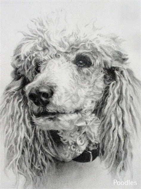 We did not find results for: Toy Poodle Care | Poodle drawing, Standard poodle, Dog drawing