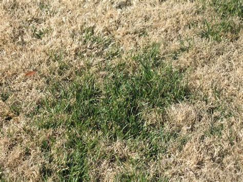 Diseases Zoysia Grass Diseases