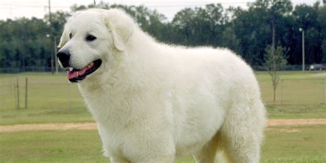 Kuvasz Dog Breed Information Dogexpress