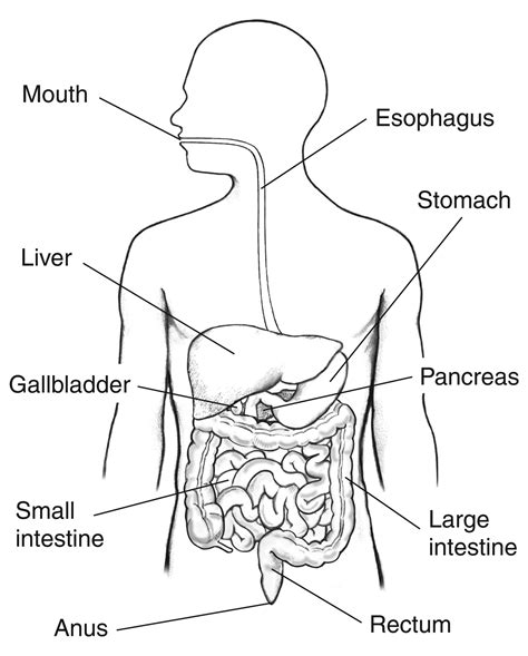 Human Digestive System Drawing At Getdrawings Free Download