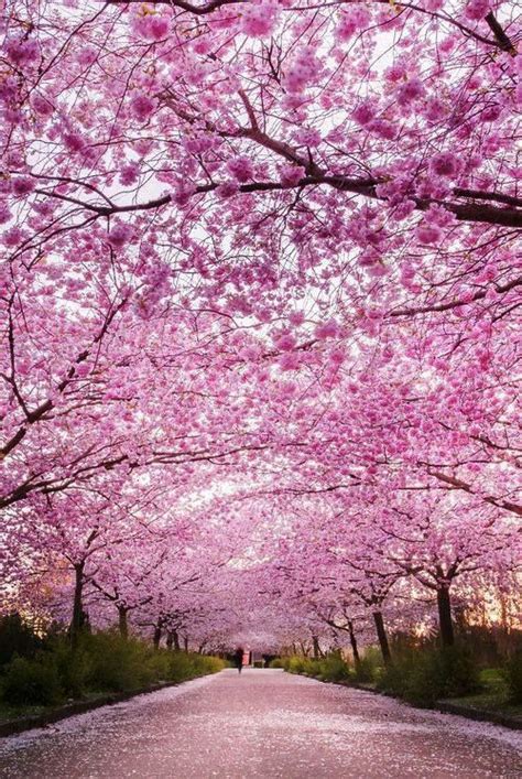 Arboles De Sakura O Cerezos •anime• Amino
