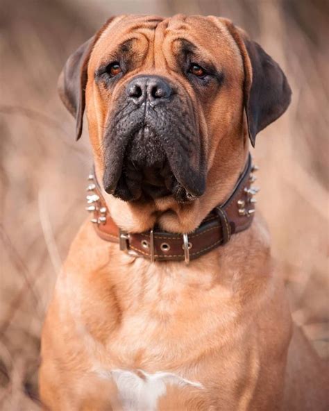 Firm And Fearless Bullmastiff Dog Very Cute Dogs Cute Dogs And