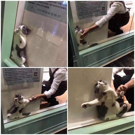 Cat Stuck Behind Glass Memes Imgflip