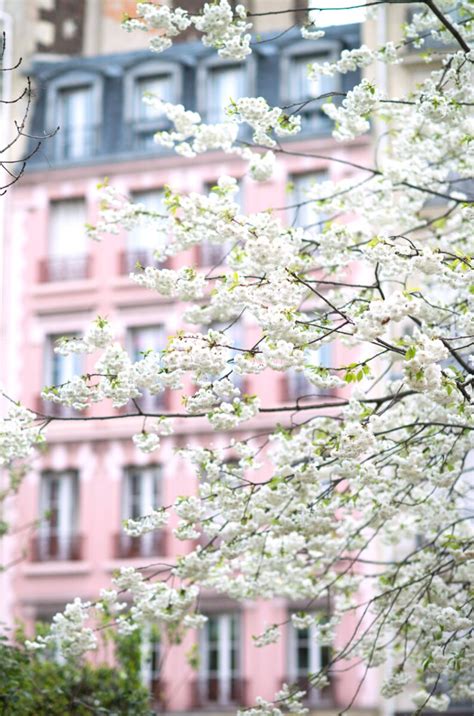 Paris Photograph April In Paris White Cherry Blossoms Etsy