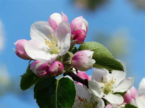 Apple Blossoms The Produce Nerd