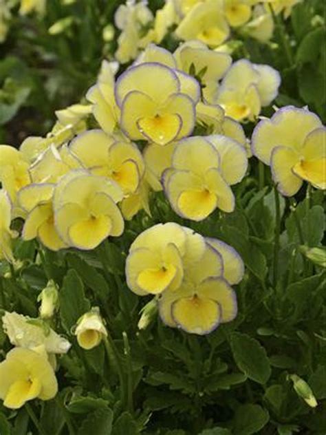 Viola Etain Perennial Plant Sale Shipped From Grower To Your Door
