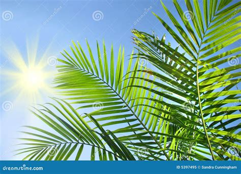 Palm Branches In The Sun Stock Image Image Of Tropical 5397495