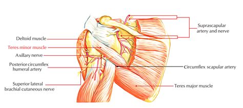 Teres Minor Muscle Anatomy Earths Lab