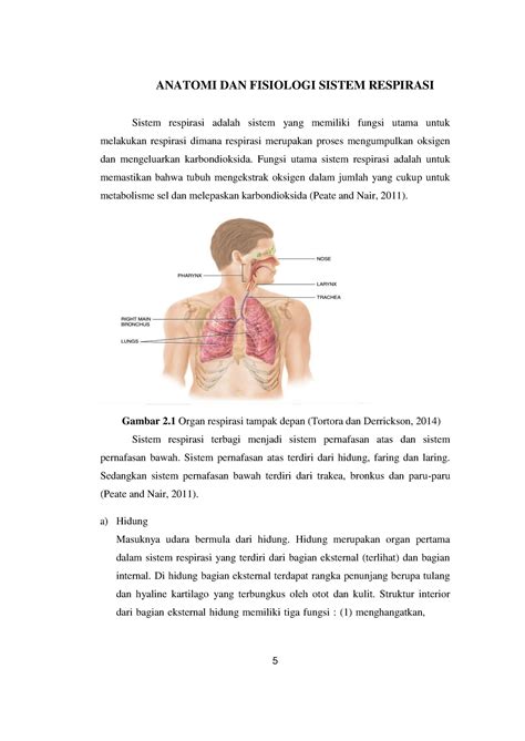 Anatomi Fisiolo Dan Farmakologi Sistem Pernafasan Ppok Anatomi