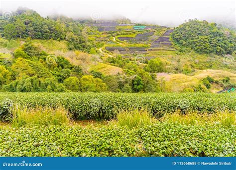 Green Tea Plantation Farm Landscape Hill Cultivation Stock Photo