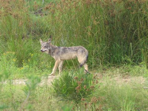 Some Scientists Want Wisconsins Wolves Relisted As Endangered Wuwm