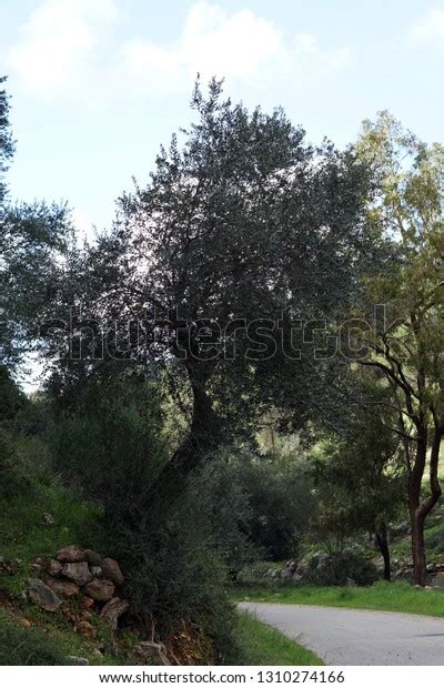 Beautiful Olive Tree Stock Photo 1310274166 Shutterstock
