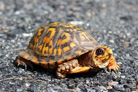 Eastern Box Turtles For Sale 2023 Breeders List In The Usa Pet Keen