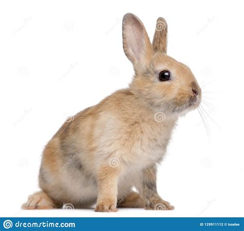 Portrait Of A European Rabbit Oryctolagus Cuniculus Stock Photo