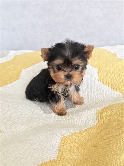 Teacup & toy puppies for sale. Micro Teacup Yorkie Puppy for sale | iHeartTeacups
